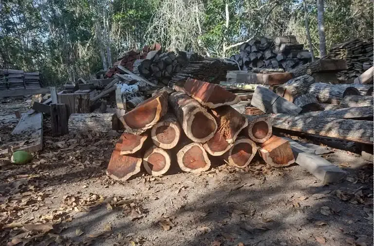 Бразилия отказалась от запрета на экспорт древесин...
