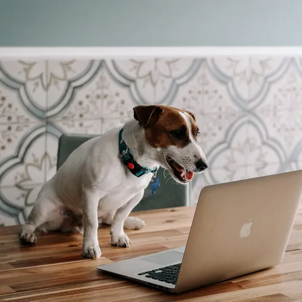 Сериал «Жека Рассел»: трейлер и дата премьеры