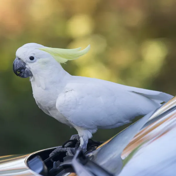 Сериал «Пират»: майор и попугай охотятся за сокров...